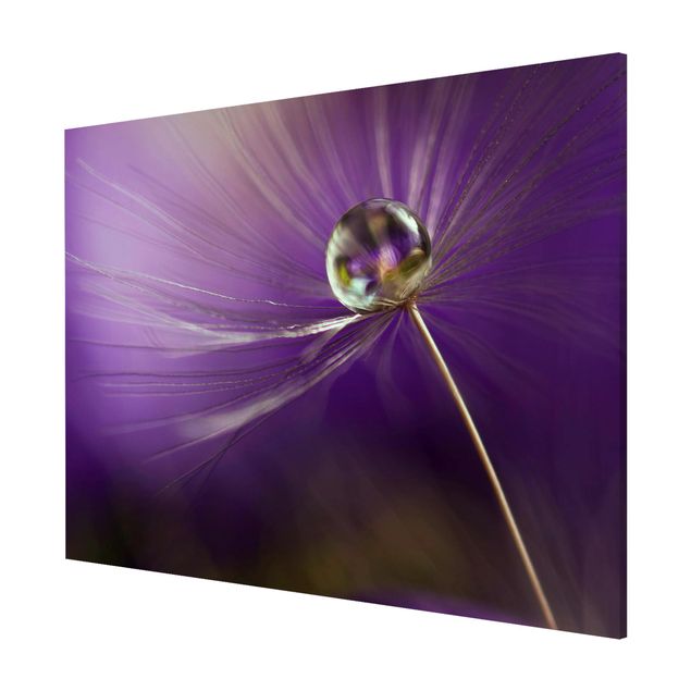 Billeder blomster Dandelion In Violet