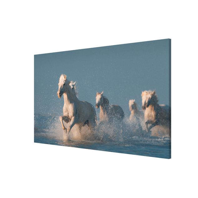 Billeder dyr Herd Of White Horses