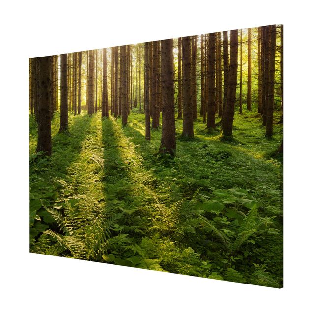 Billeder landskaber Sun Rays In Green Forest