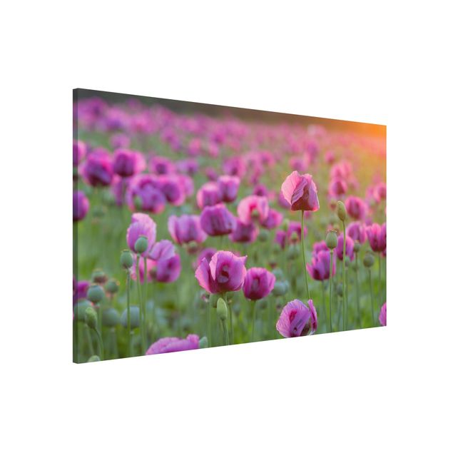 Billeder valmuer Purple Poppy Flower Meadow In Spring