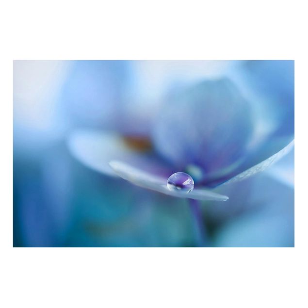 Magnettavler blomster Water Drops Hydrangeas