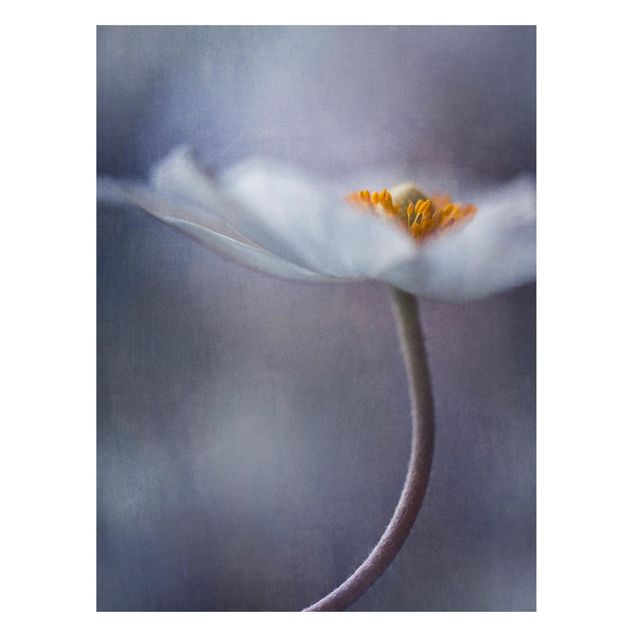 Magnettavler blomster White Windflower