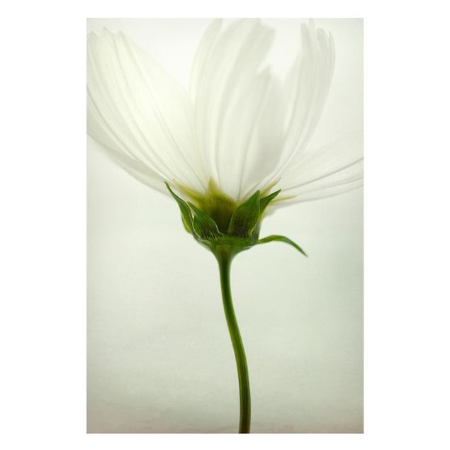Magnettavler blomster White Cosmos