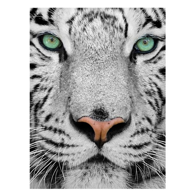 Billeder tiger White Tiger