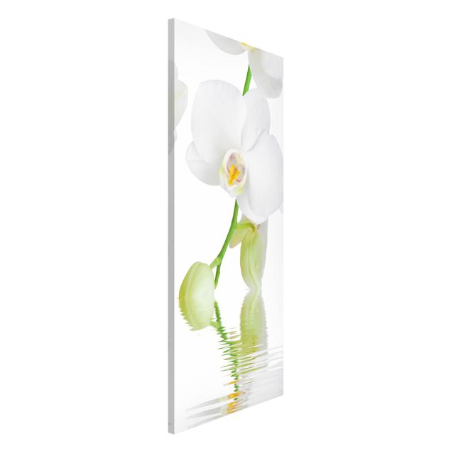 Billeder orkideer Spa Orchid - White Orchid
