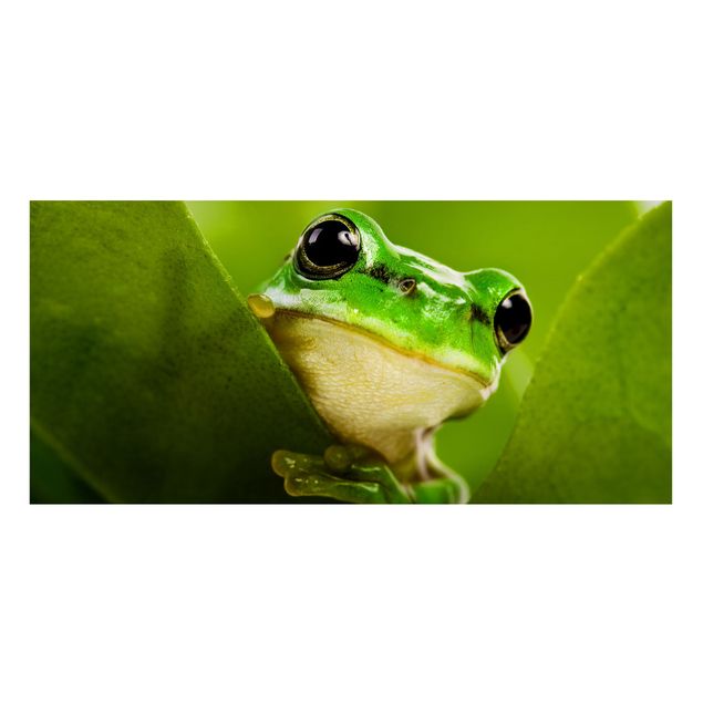 Billeder moderne Frog