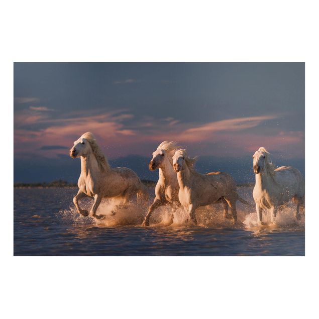 Billeder heste Wild Horses In Kamargue