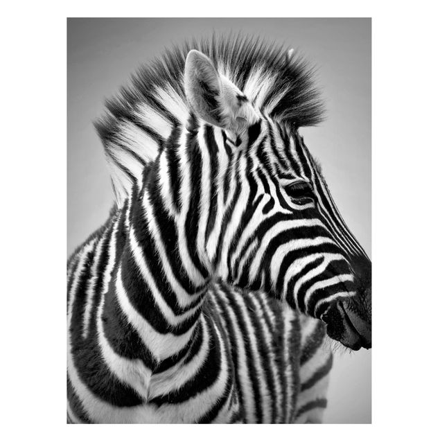 Billeder zebraer Zebra Baby Portrait II