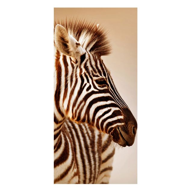 Billeder zebraer Zebra Baby Portrait