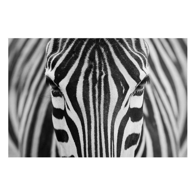 Magnettavler dyr Zebra Look