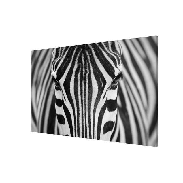 Magnettavler dyr Zebra Look