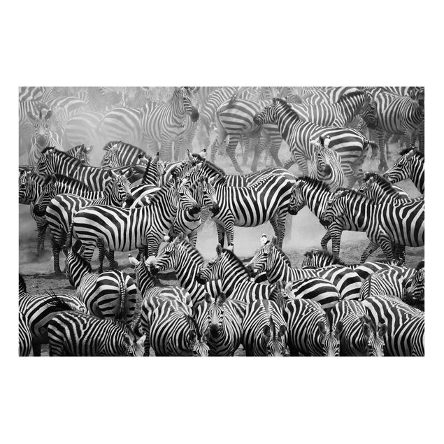 Billeder zebraer Zebra herd II