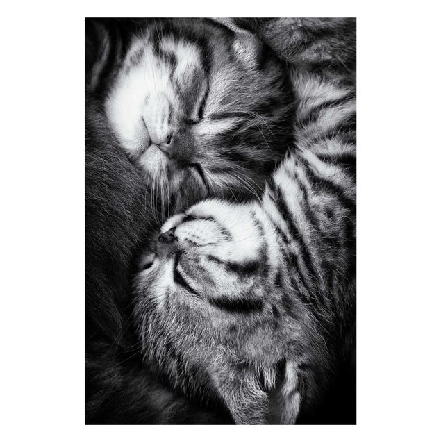 Billeder moderne Two Kittens