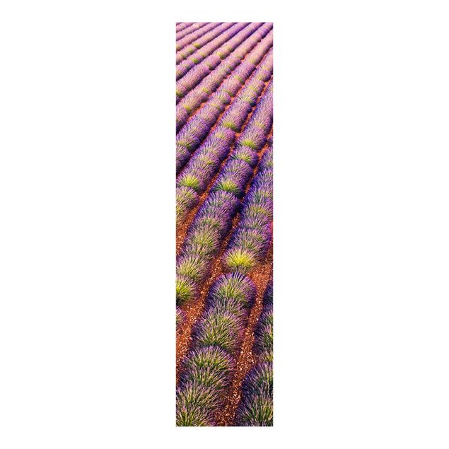Billeder Matteo Colombo Picturesque Lavender Field