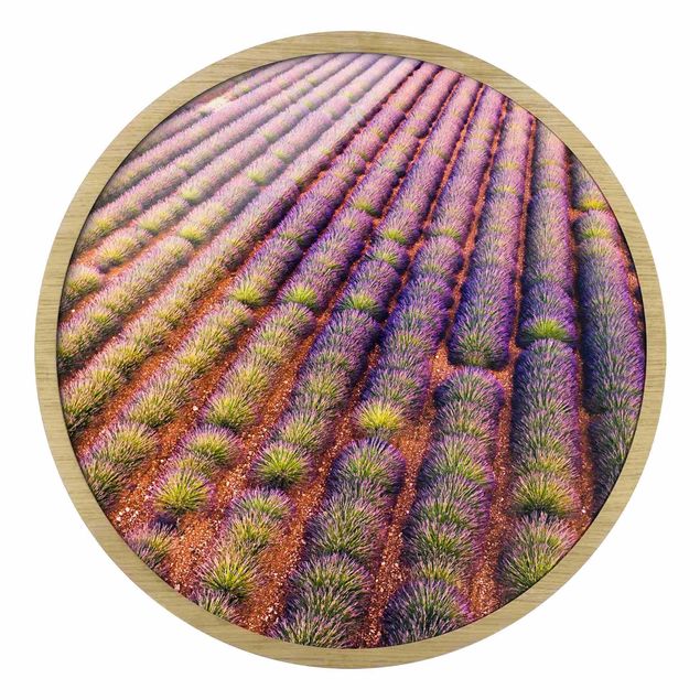 Billeder brun Picturesque Lavender Field