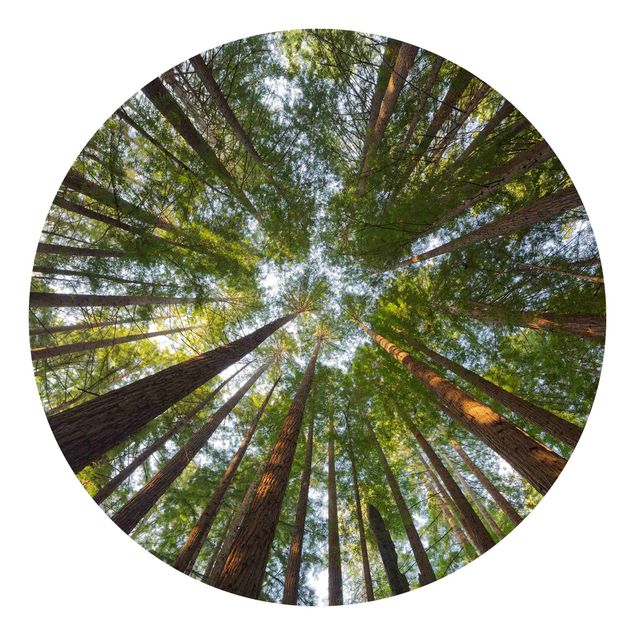 Fototapet landskaber Sequoia Tree Tops