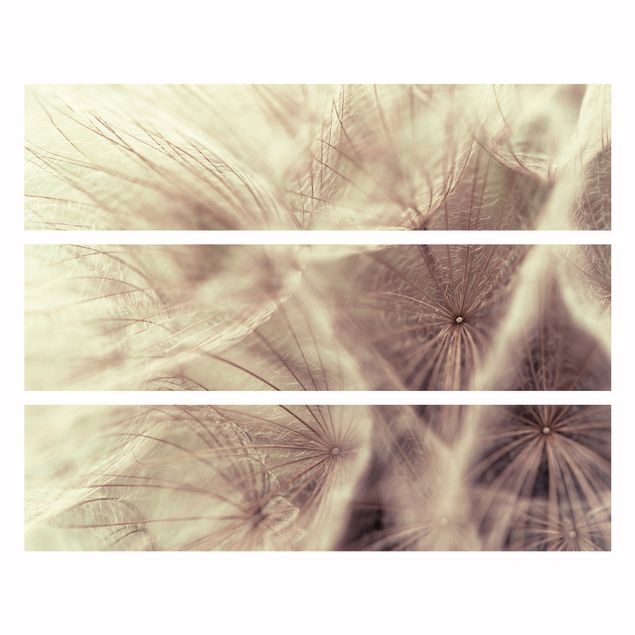 Møbelfolier Detailed Dandelion Macro Shot With Vintage Blur Effect