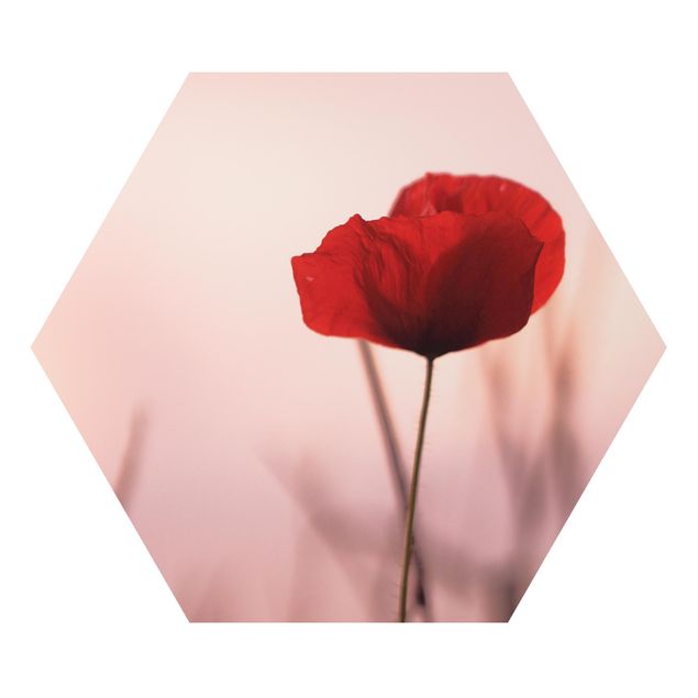 Billeder moderne Poppy Flower In Twilight