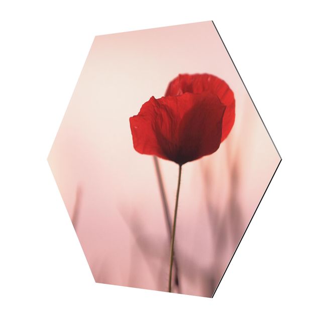 Billeder lyserød Poppy Flower In Twilight