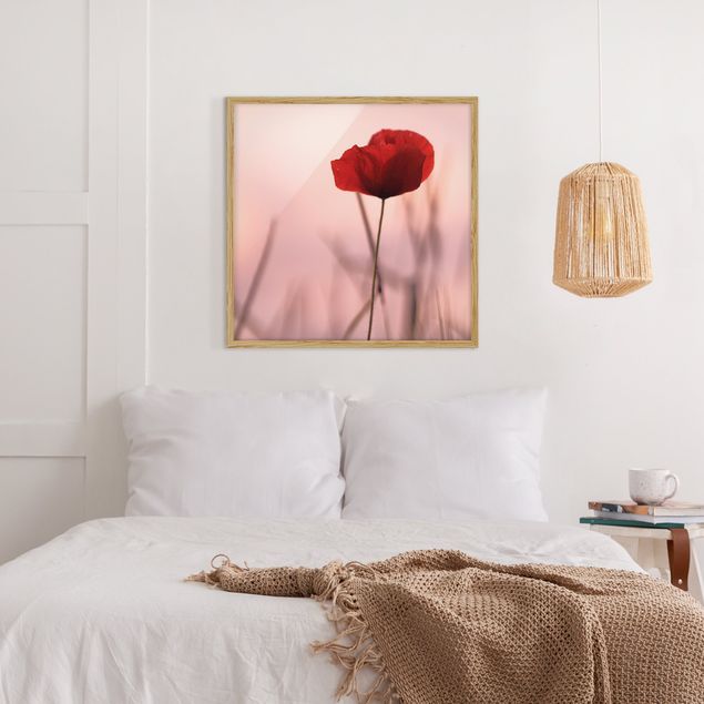 Indrammede plakater blomster Poppy Flower In Twilight