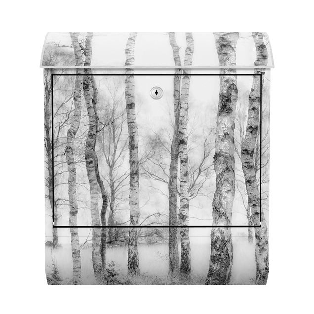 Postkasser landskaber Mystic Birch Forest Black And White