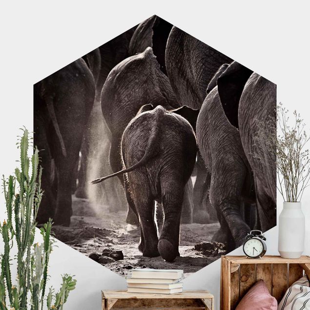 Fototapet elefanter Going Home