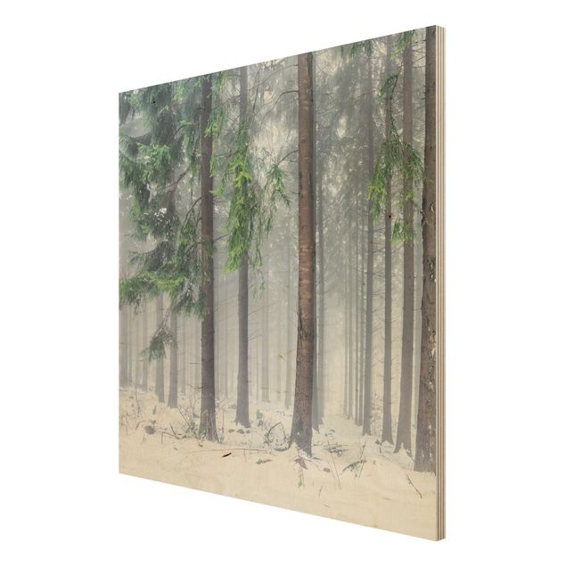 Prints på træ landskaber Conifers In Winter