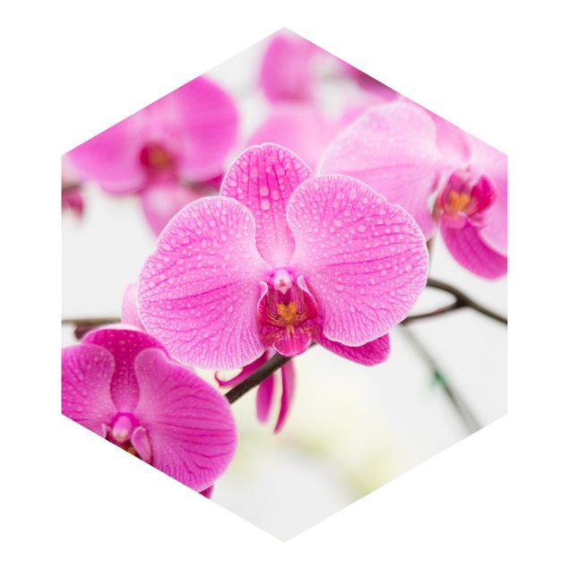 Tapet Close-Up Orchid