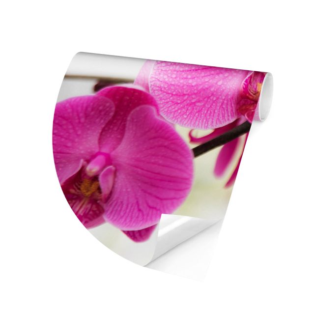 Fototapet blomster Close-Up Orchid