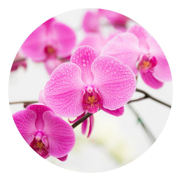 Moderne tapet Close-Up Orchid