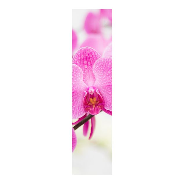 Panelgardiner blomster Close-Up Orchid