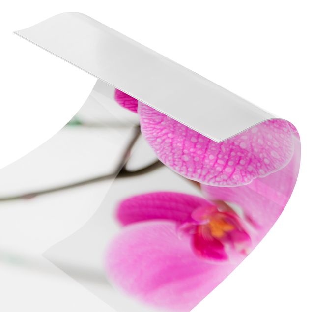 Stænkplader Close-Up Orchid