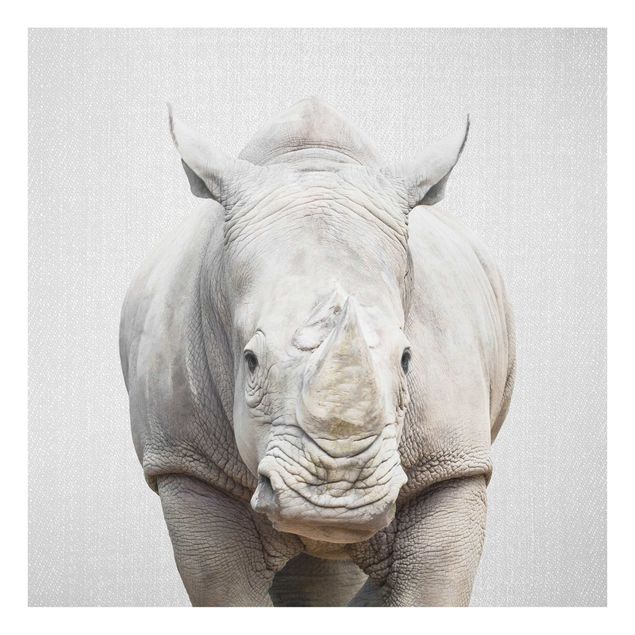 Billeder sort og hvid Rhinoceros Nora