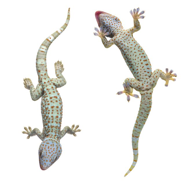 Vinduesklistermærker dyr Curious Geckos