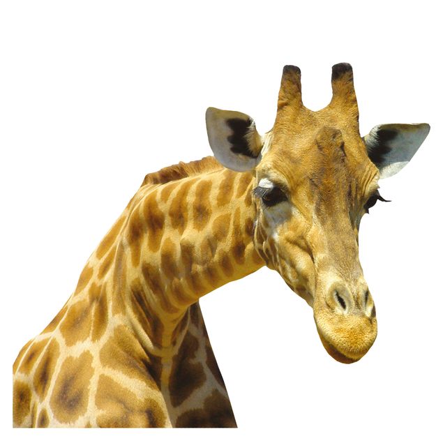 Vinduesklistermærker dyr Curious Giraffe