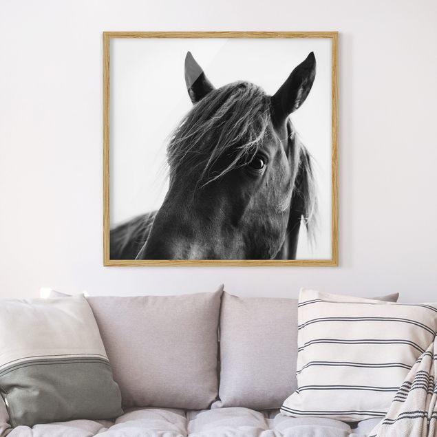 Billeder heste Curious Horse