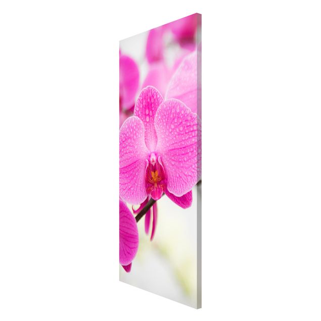 Magnettavler blomster Close-Up Orchid
