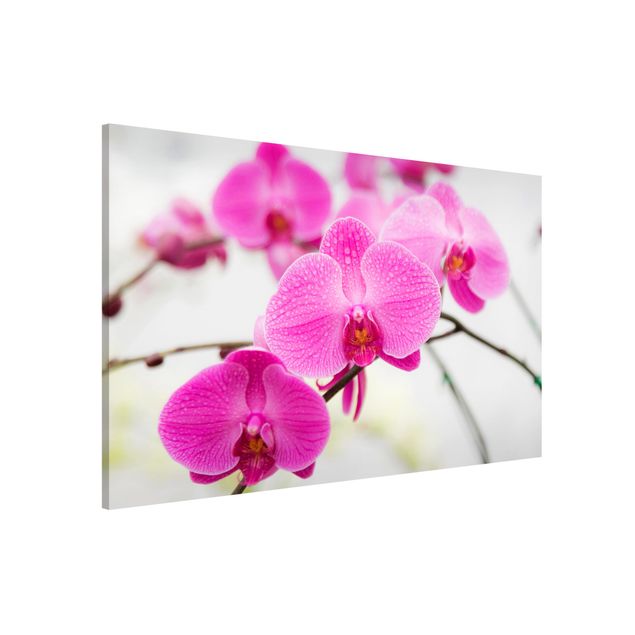 Magnettavler blomster Close-Up Orchid