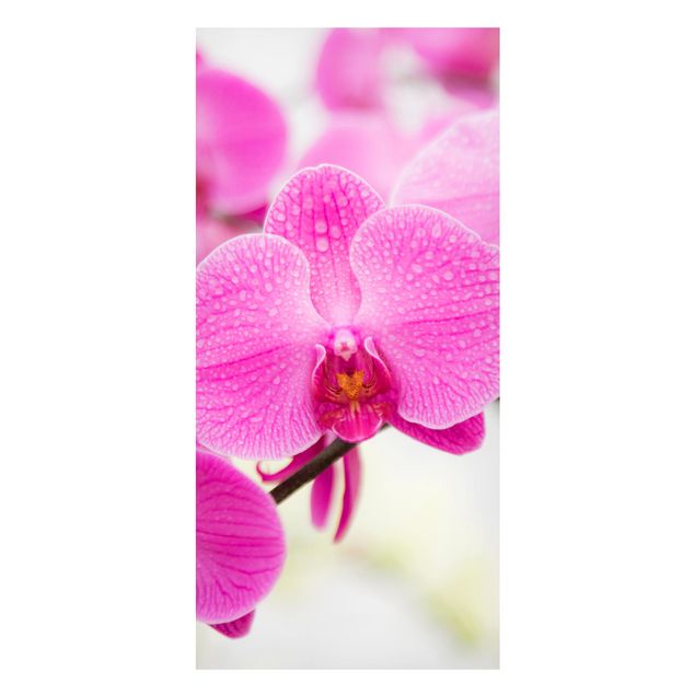 køkken dekorationer Close-Up Orchid