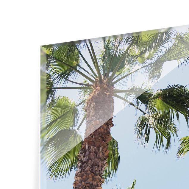 Billeder moderne Palm Trees At Venice Beach