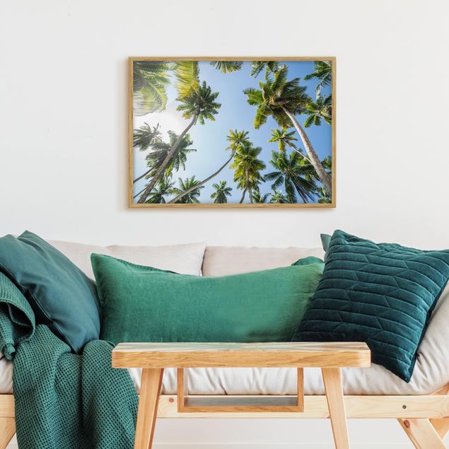 Billeder landskaber Palm Tree Canopy