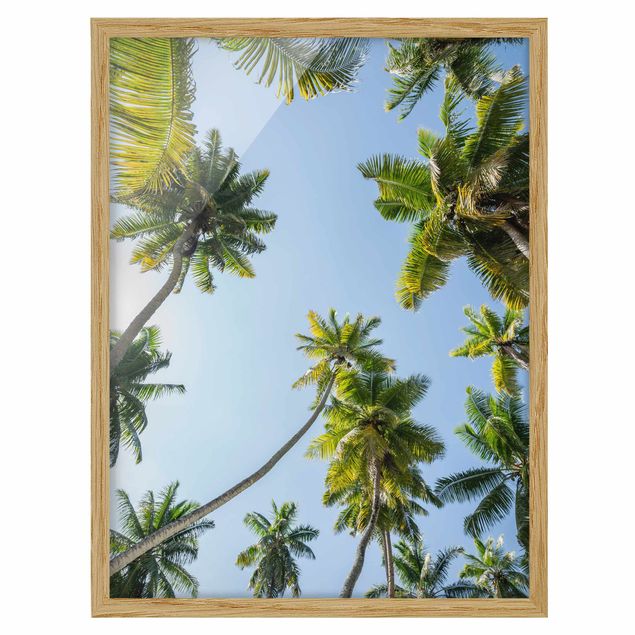Billeder natur Palm Tree Canopy