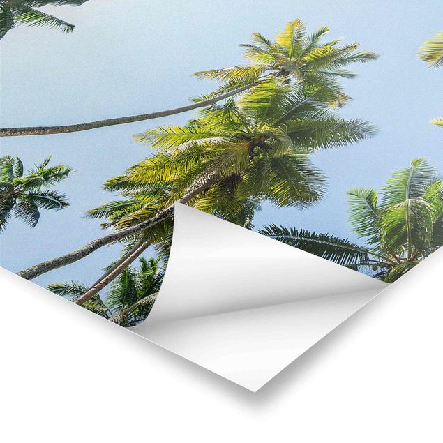 Billeder Palm Tree Canopy