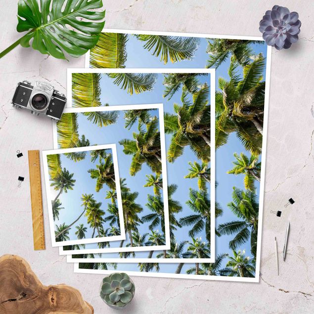 Plakater Palm Tree Canopy