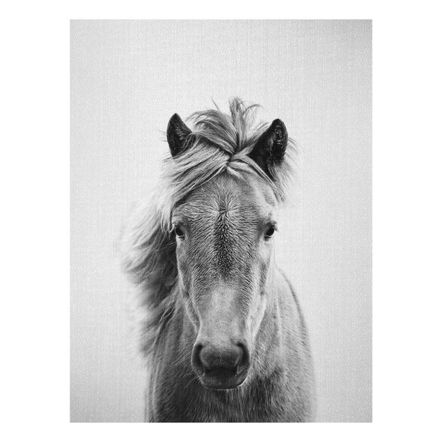 Billeder moderne Horse Pauline Black And White