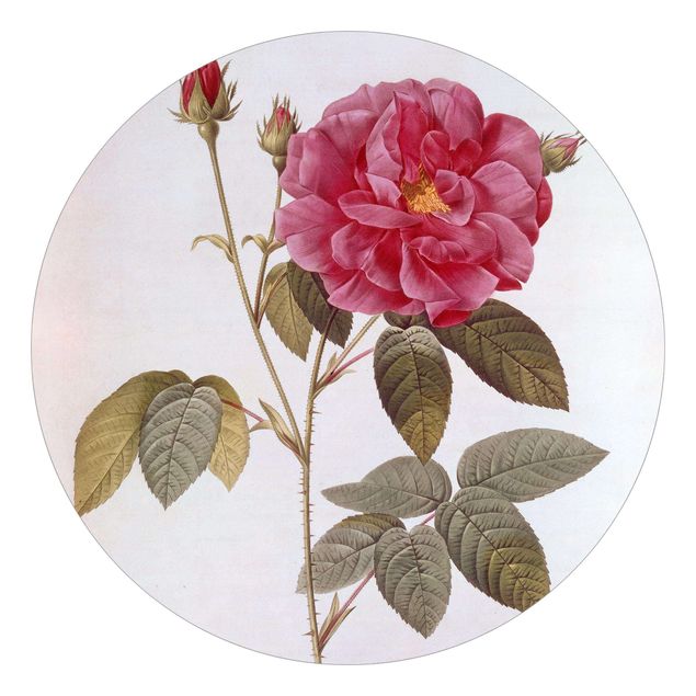 Tapet blomster Pierre Joseph Redoute - Apothecary's Rose