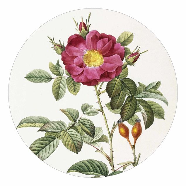 Tapet blomster Pierre Joseph Redoute - Portland Rose