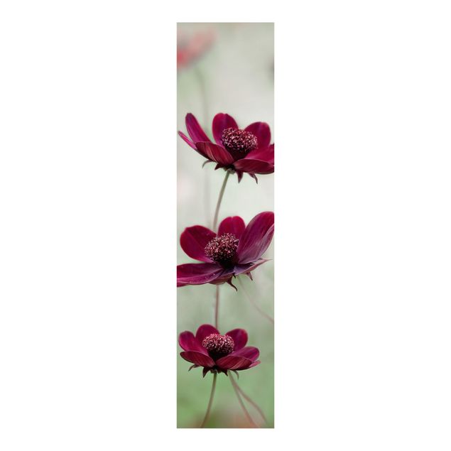 Panelgardiner blomster Pink Cosmos Flower
