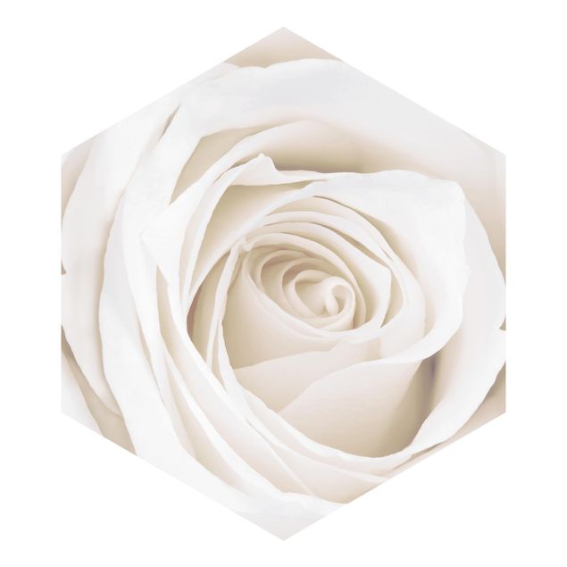 Tapet blå Pretty White Rose