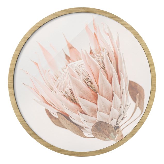 Billeder lyserød Protea Queen Of Flowers